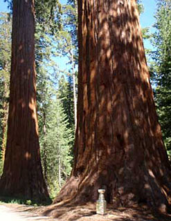 The Stanley Cup sits at the base of a Giant sequoia in Yosemite National Park.