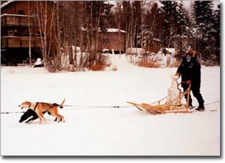 The Stanley Cup travels by dogsled.